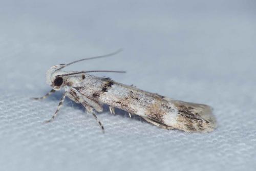 Réf. 170 403 : Teleiopsis paulheberti