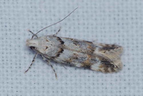 Réf. 170 401 : Teleiopsis paulheberti