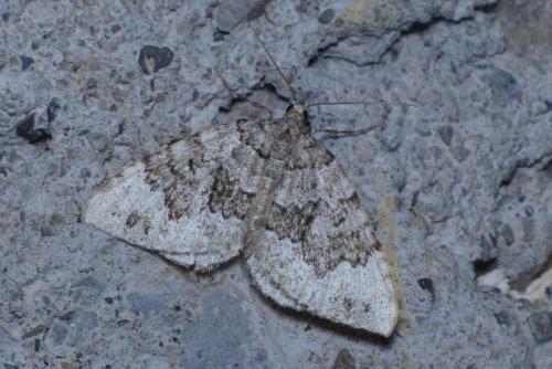 Colostygia aptata