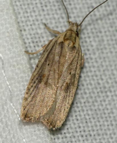Agonopterix nervosa