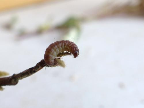 Réf. 170 418 : Phycitodes maritima