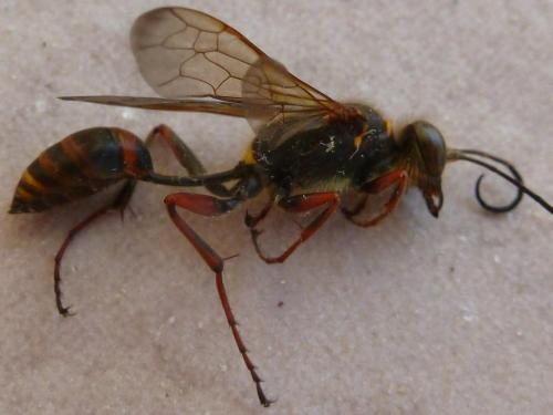 Réf. 170 824 : Sceliphron curvatum
