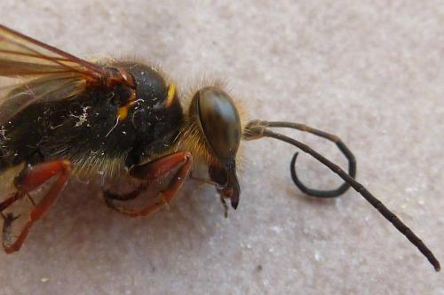 Sceliphron curvatum