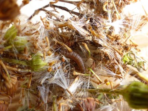 Réf. 170 421 : Phycitodes maritima