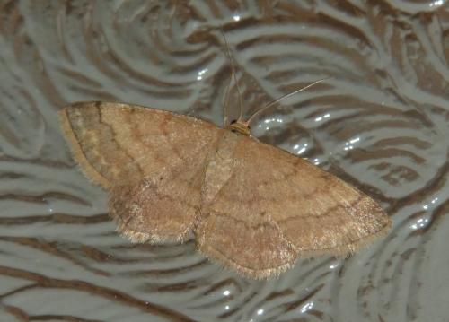 Réf. 170 557 : Scopula rubiginata