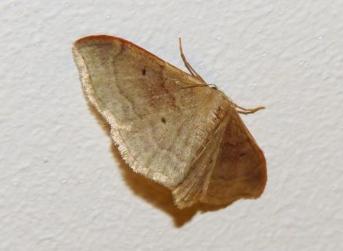 Réf. 170 685 : Idaea rubraria