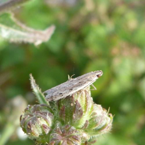 Réf. 170 398 : Phycitinae inconnu