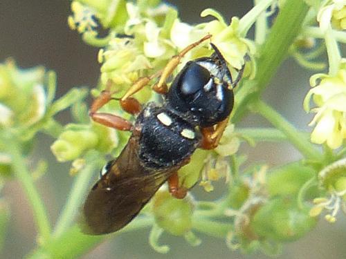 Lestica subterranea