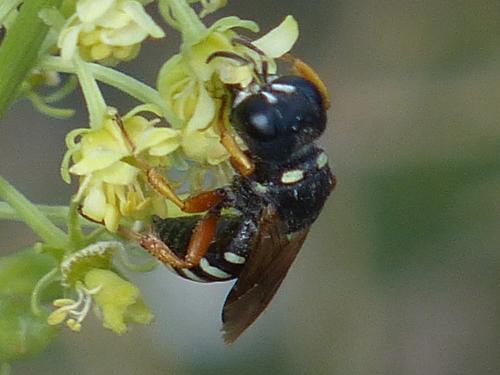 Lestica subterranea