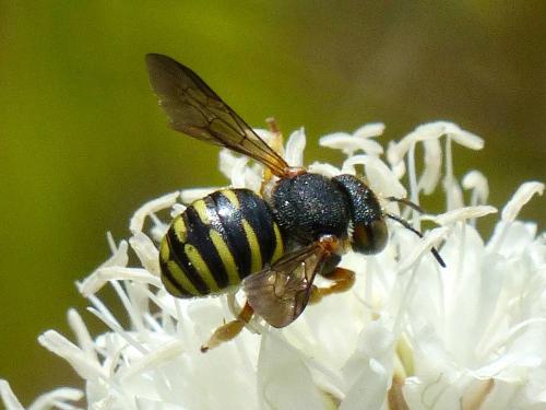 Icteranthidium grohmanni