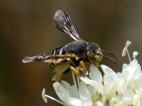 Icteranthidium grohmanni