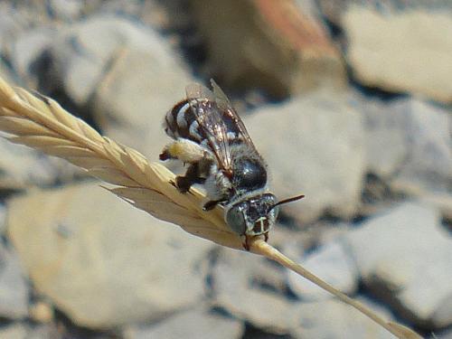 Amegilla albigena