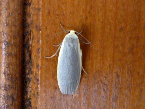 Eilema griseola