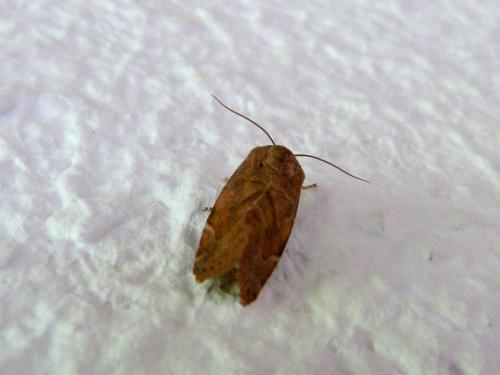 Cosmia affinis