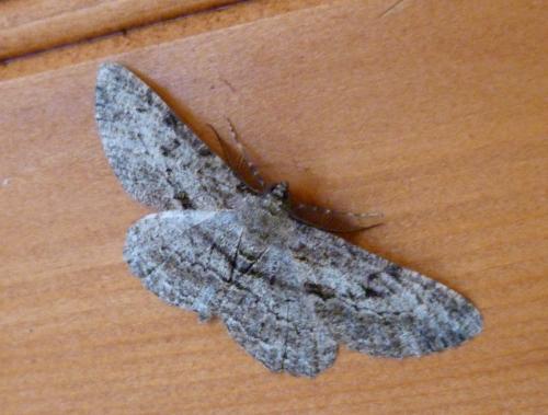 Peribatodes rhomboidaria