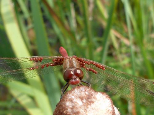Sympetrum meridionale