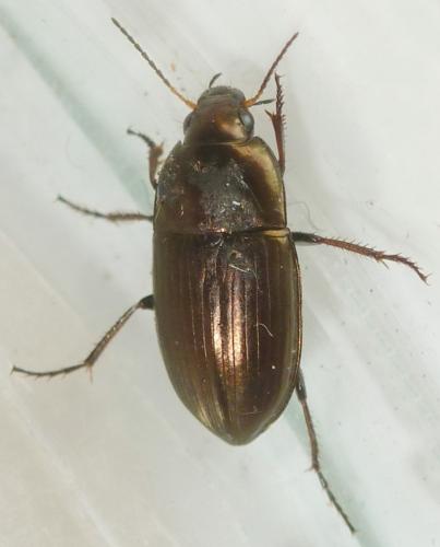 Réf. 170 756 : Amara aenea