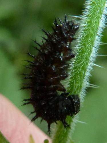 Vanessa atalanta