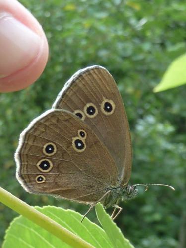 Réf. 170 745 : Aphantopus hyperantus