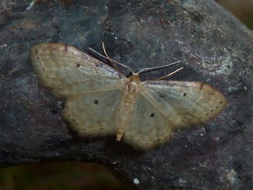 Idaea fuscovenosa