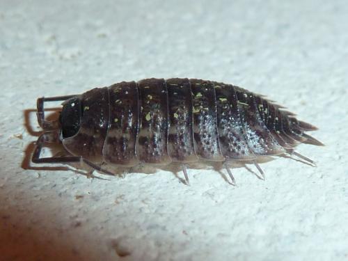 Porcellio spinicornis