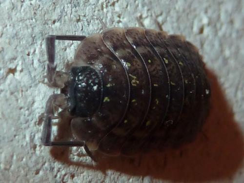 Porcellio spinicornis