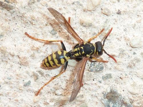 Polistes dominula