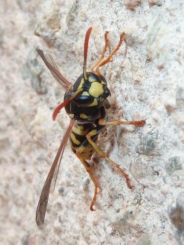 Réf. 170 448 : Polistes dominula