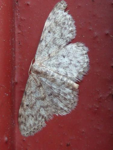 Réf. 170 522 : Idaea sp.