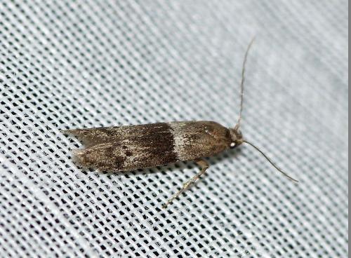 Blastobasis sp.