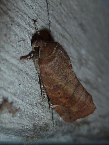 Réf. 170 159 : Cosmia affinis