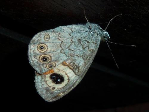 Lasiommata maera