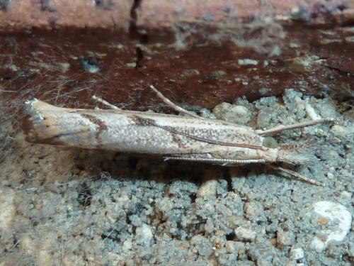 Réf. 170 265 : Agriphila geniculea