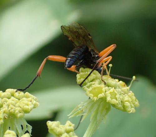 Réf. 170 338 : Pimpla rufipes