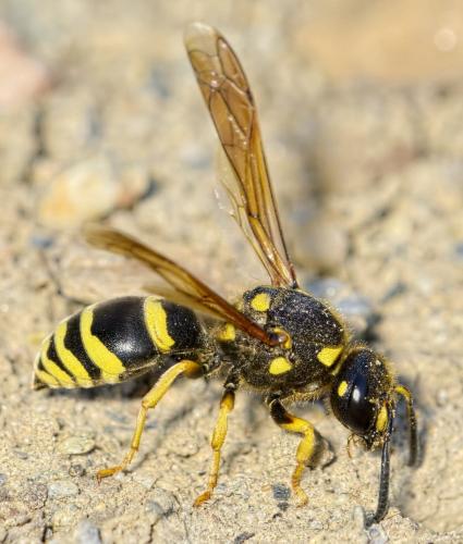 Réf. 170 084 : Paragymnomerus spiricornis