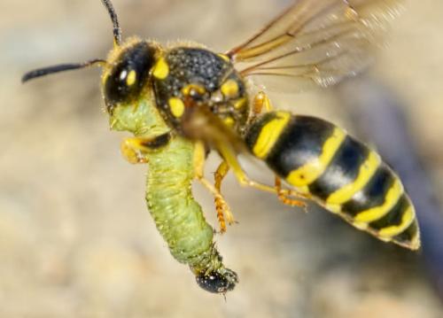 Paragymnomerus spiricornis