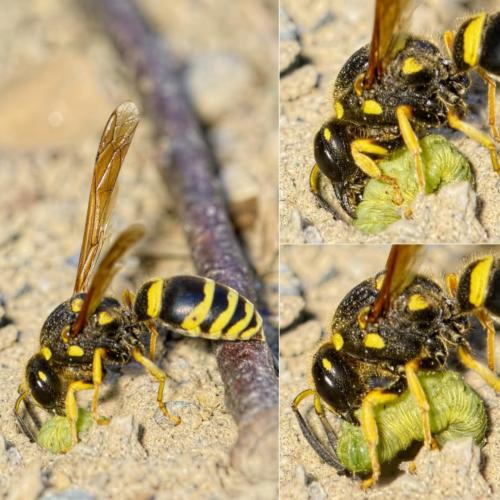 Paragymnomerus spiricornis