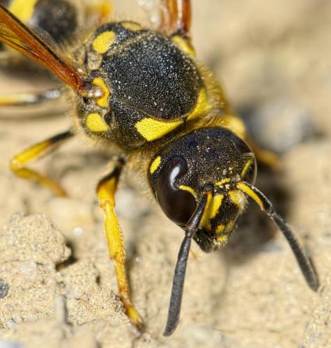 Paragymnomerus spiricornis