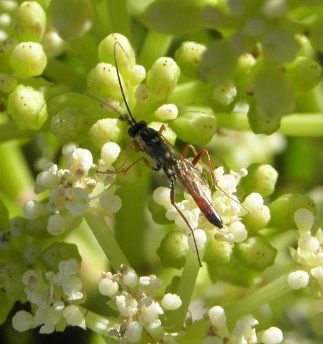 Réf. 170 052 : Lissonota sp.
