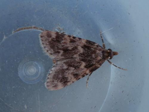 Réf. 170 073 : Aglossa caprealis