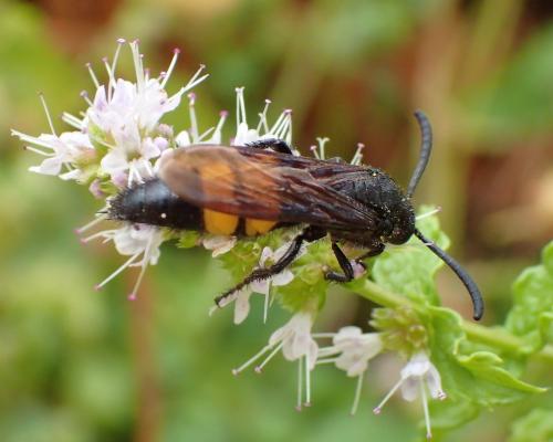 Réf. 170 122 : Scolia hirta hirta
