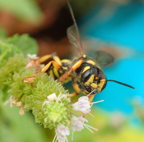 Cerceris arenaria