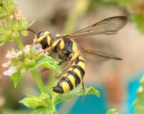 Cerceris arenaria