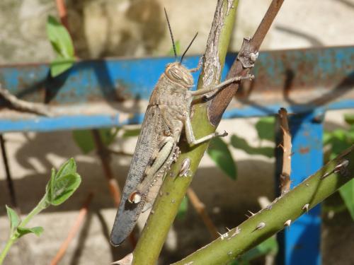 Anacridium aegyptium