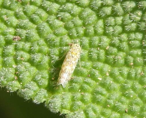 Réf. 170 420 : Eupteryx decemnotata