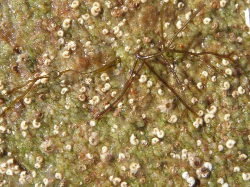 Réf. 170 477 : Cyrthydrolaelaps hirtus