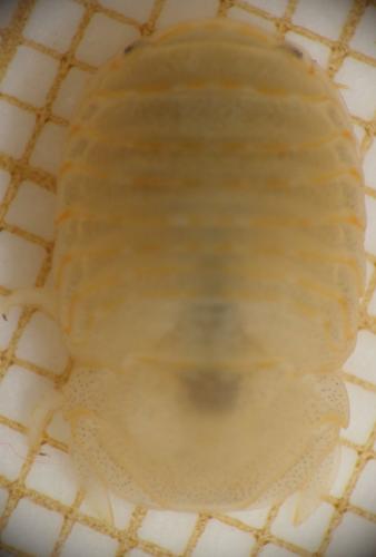 Réf. 170 333 : Sphaeroma serratum
