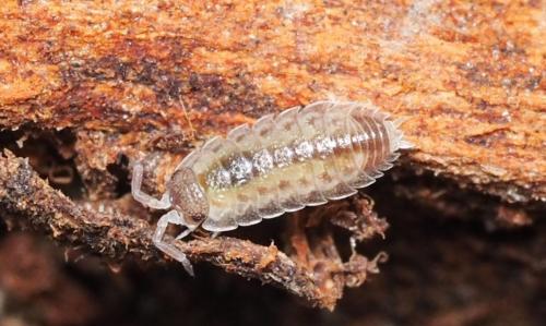 Réf. 170 486 : Porcellio spinicornis