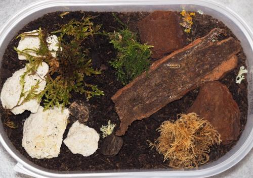 Porcellio spinicornis