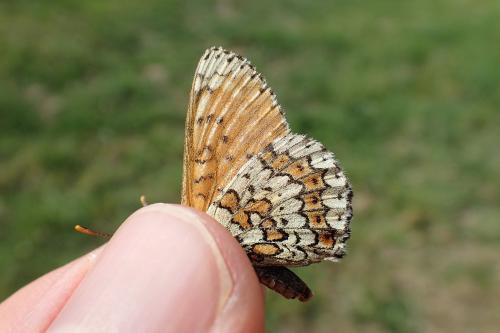 Melitaea cinxia